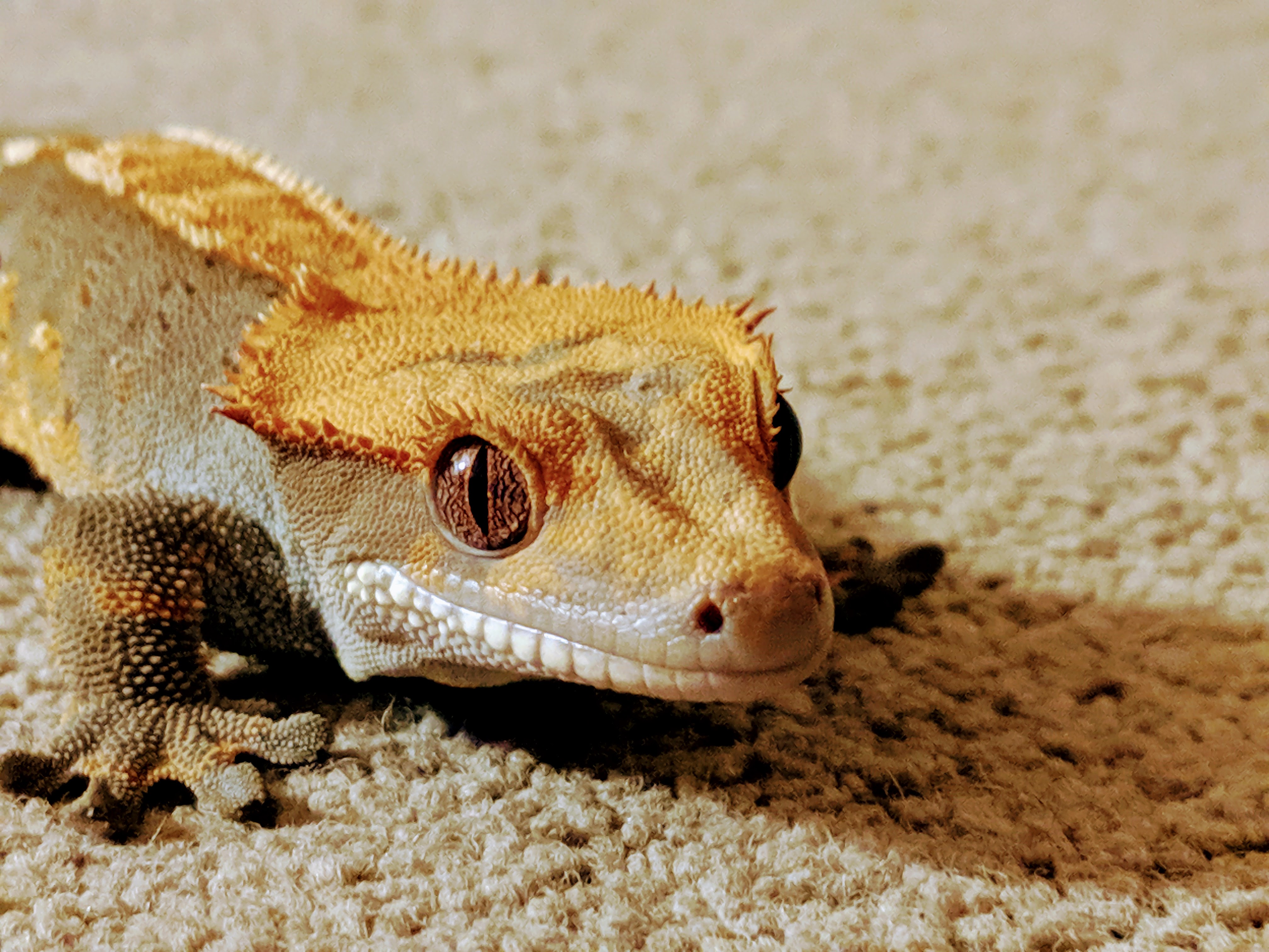 Geckobot